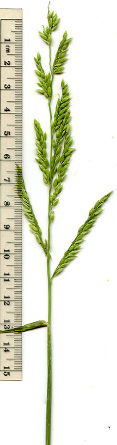  Eriochloa acuminata